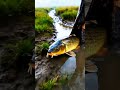 #animalvideos #fishing #animalhumor