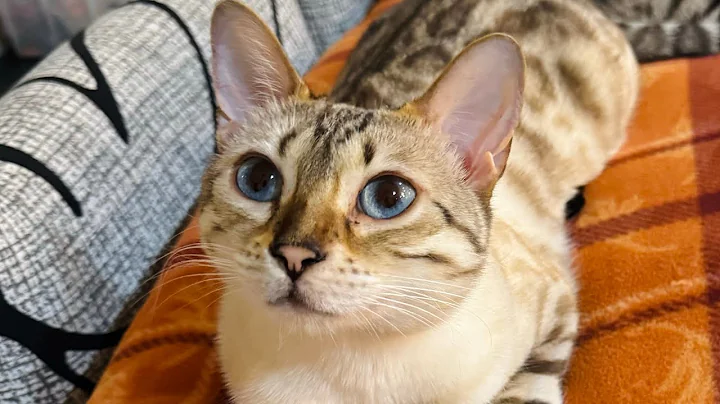 Video 6490351: cat playing jumping