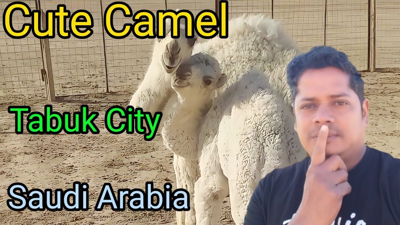 Cute   Camel  Tabukcity   सउदी  ऊंट    Saudi Arabia