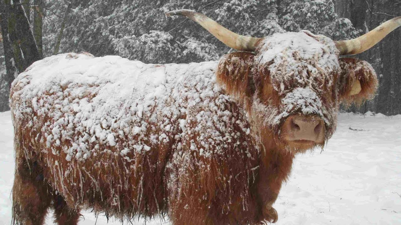 Как мини-коровы переносят экстремально низкие температуры и снег 