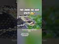 This Snake Has Heat Vision 😱🐍 #shorts #facts #trending #viral
