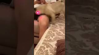 dog get the balls😂🤣#funny #shorts