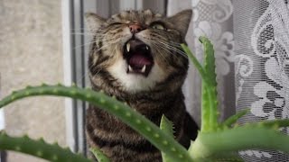 Кот смешно ест алоэ; Funny cat eats Aloe vera plant Кот смешно ест алоэ; Funny cat eats Aloe vera plant