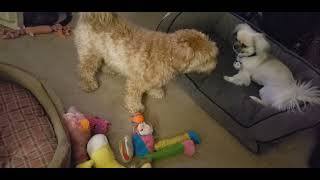 Rosie and Sammy the Tibetan Spaniel Play