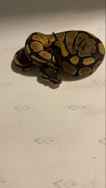 Baby classic ball python looking beautiful after her shed - YouTube