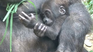 ('19/6/29)生後192日〜キンタロウ日記 3⭐ゴリラ【京都市動物園】Baby Gorilla Kintaro Diary 3