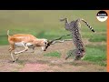 Gazelle Combat Trois Guépards ! Quand les Proies Combattent les Prédateurs