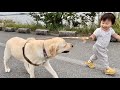 初めてリードを持った1歳児をリードするラブラドールレトリバー🐕ゴン