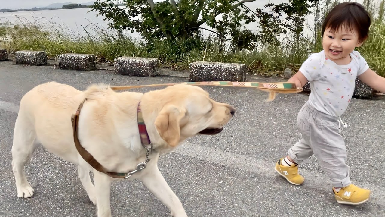 No.230 ✧︎1/17～1週間限定販売です✧︎ ラブラドライト使用 わんちゃん 初めてリードを持った1歳児をリードするラブラドールレトリバー🐕ゴン