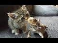 Cute pet and bearded dragon meeting for the first time  funny everyday compilation