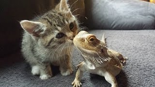 Cute Pet and Bearded dragon meeting for the first time | Funny Everyday Compilation
