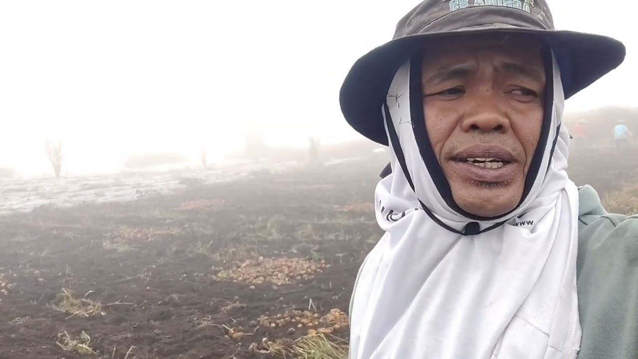 Pembesar umbi kentang pakek AMINOCOR