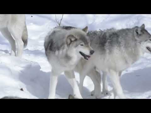 Wolves Mating Hard Successful And Knot Stuck. Dogs Mating.