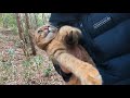 山から帰って来ない娘猫を連れて帰るのに悪戦苦闘する父