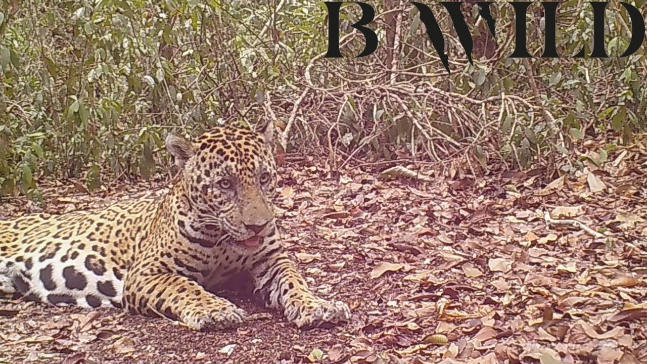 Mayan Jungle | Tapir, Jaguar, Tayra, Ocelot, Armadillo, Peccary