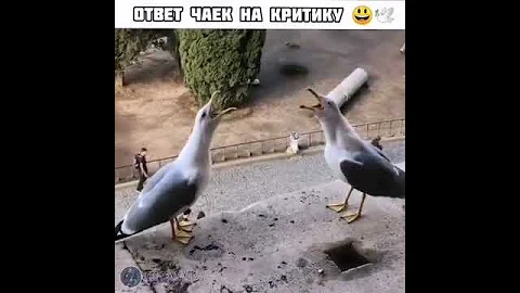 Чайки смеются над критикой