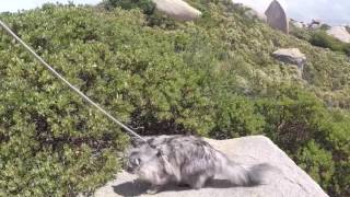 King Curtis Explores Mt Woodson by King Curtis the Cat 629 views 6 years ago 1 minute, 5 seconds