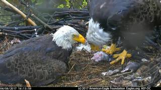 DC EAGLE CAM 4-6-17: We're In This Together