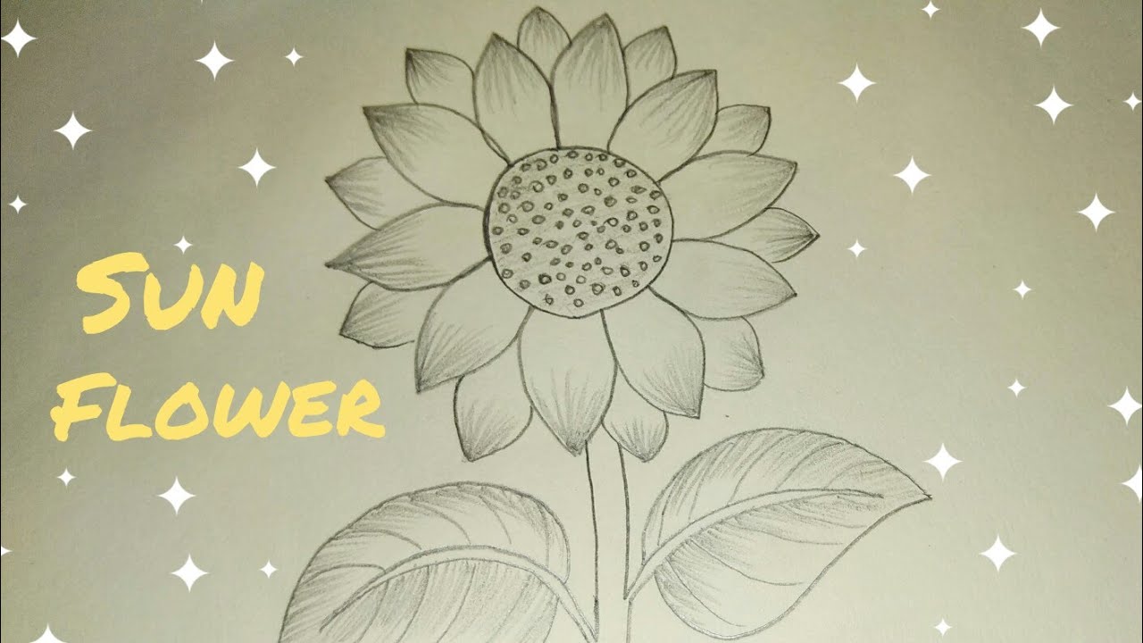 How To Draw A Sunflower For Kids : Kids and beginners alike can now