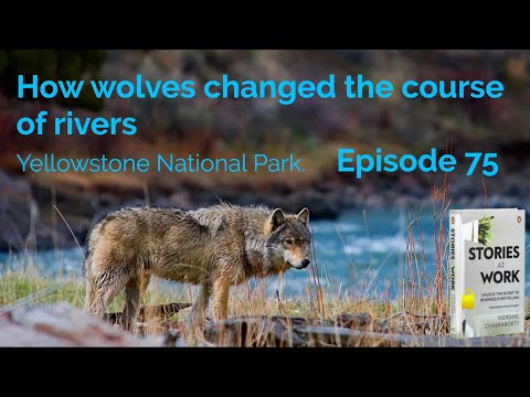 E75 - How wolves changed the course of the rivers?