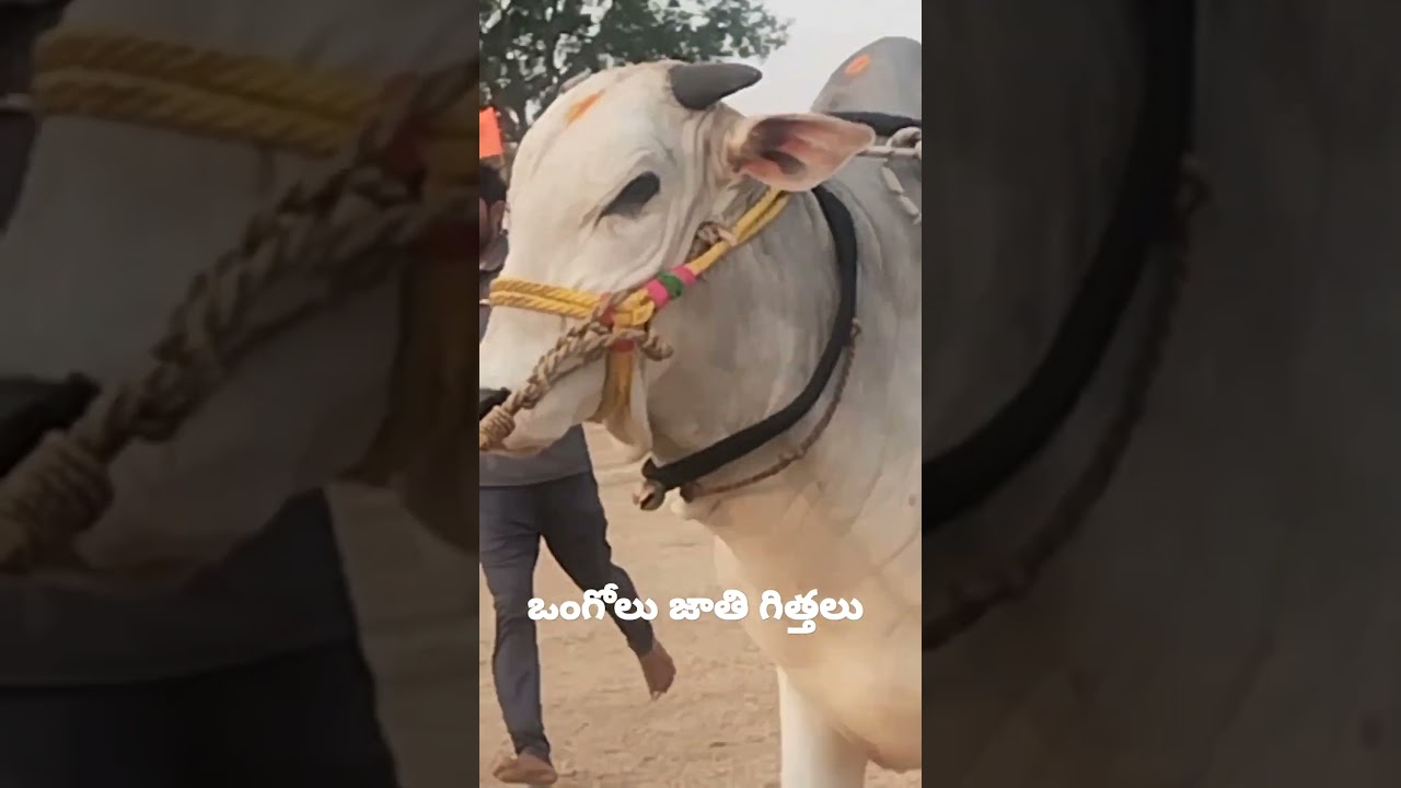 ongole jathi gittalu power full gittalu 