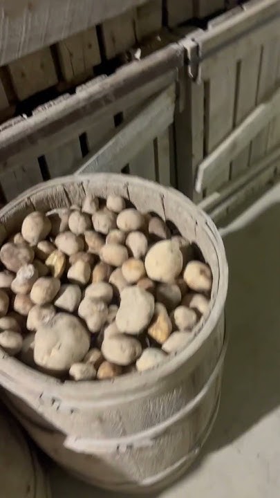 First day grading spuds of 2025 YouTube