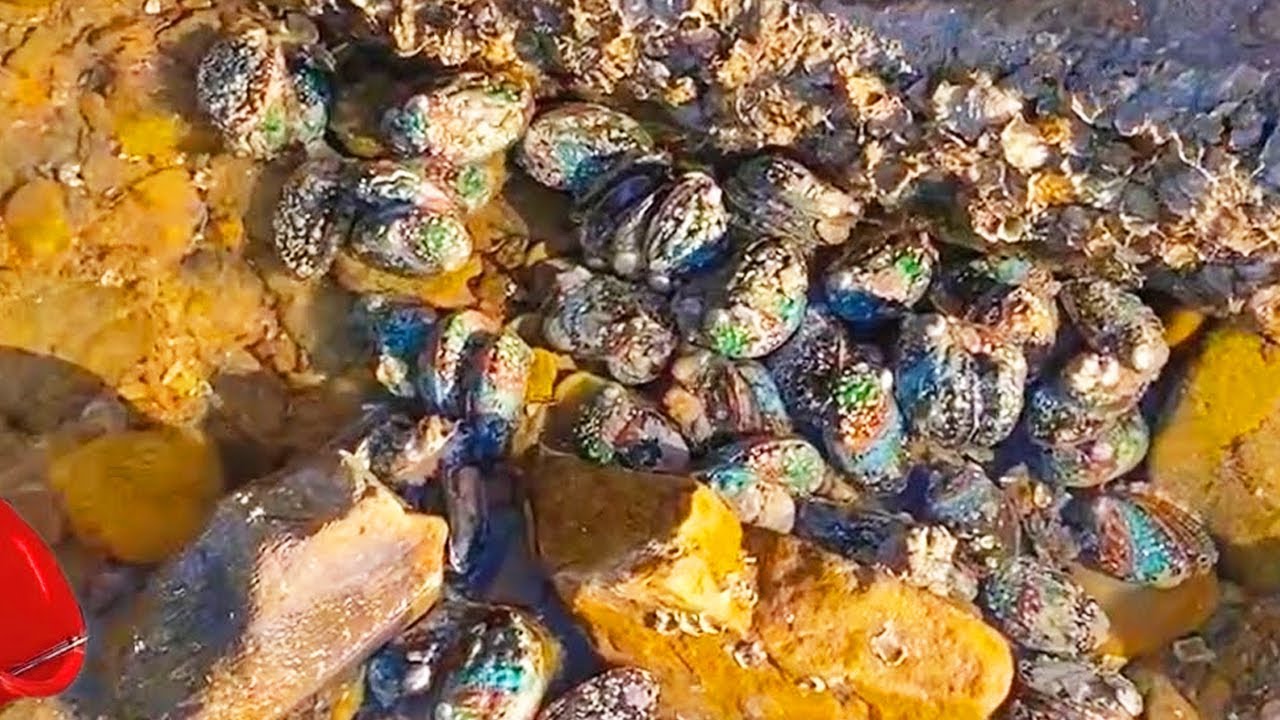 Bream & Abalone: densely packed together!