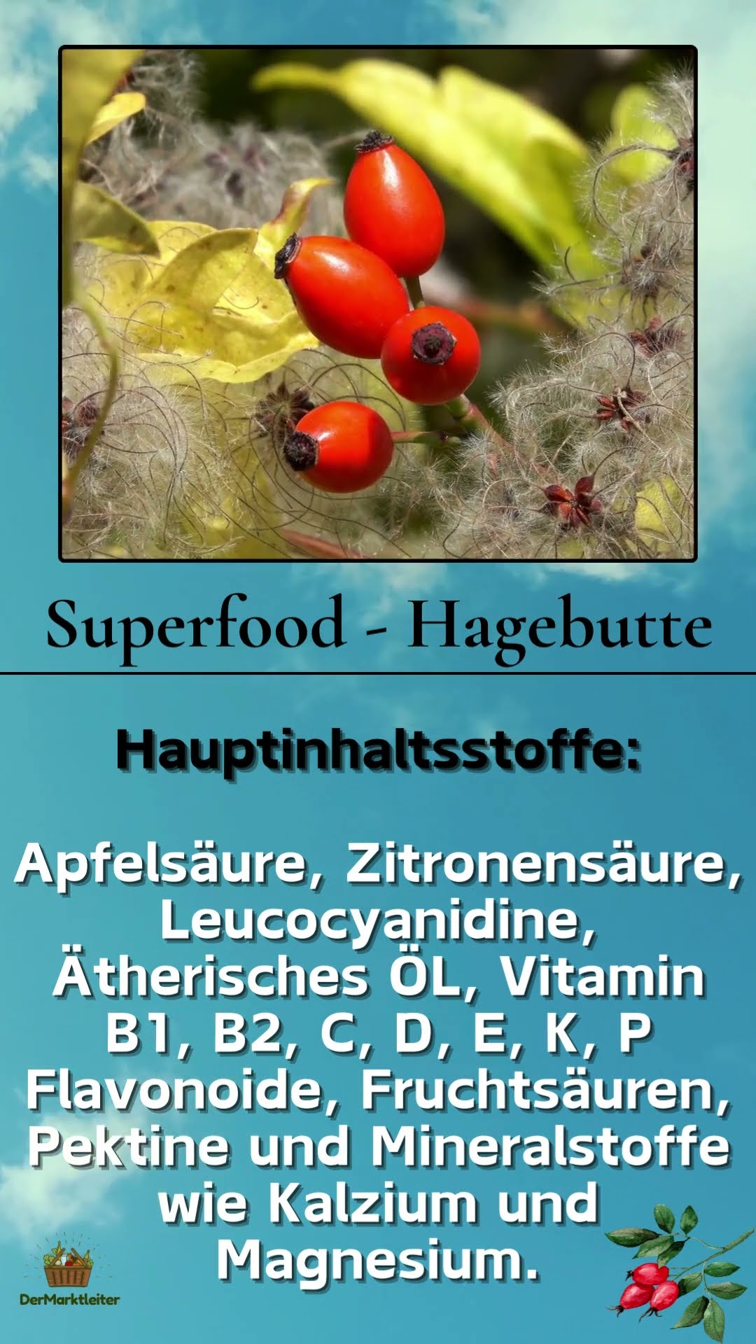Superfood Hagebutte #superfood #grünkohl #gesundheit #vegan #gemüse # ...