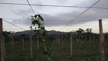 CHANH DÂY SINH HỌC TÂY NGUYÊN XANH GROUP