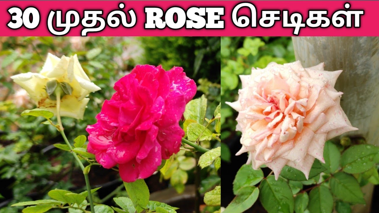 Nursery garden visit Tamilnadulow price plant rose shoppinghow to