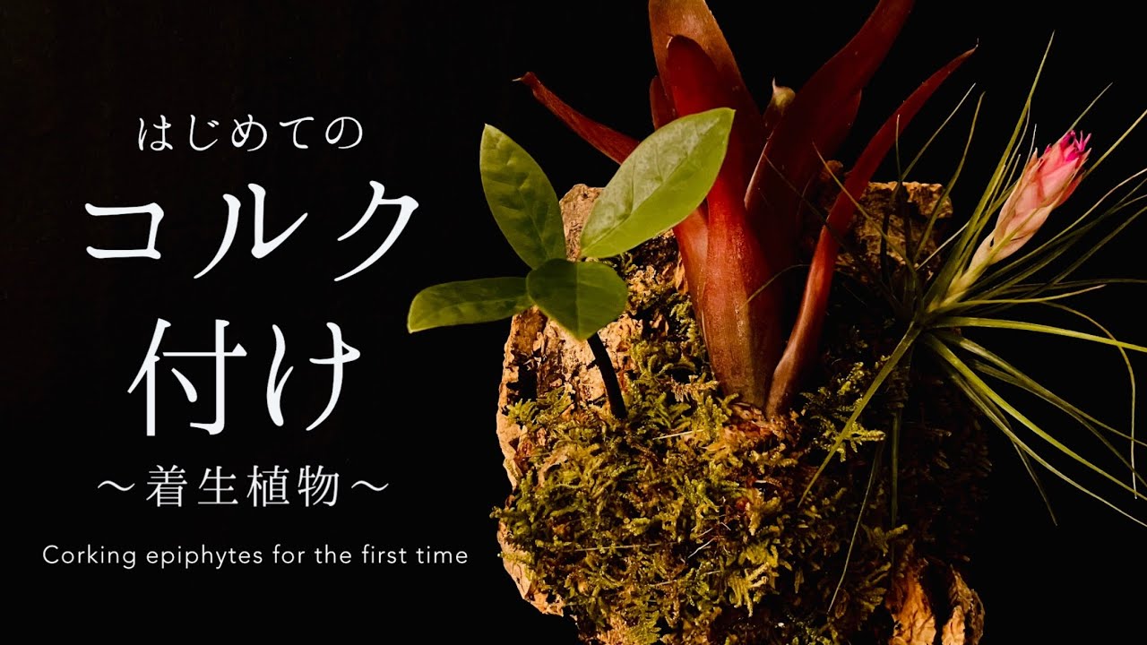 【着生植物】初めてのコルク付け　epiphyte corking for the first time