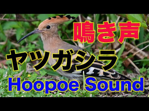 【鳴き声３回】ヤツガシラの鳴き声　３回鳴きます！Hoopoe sound