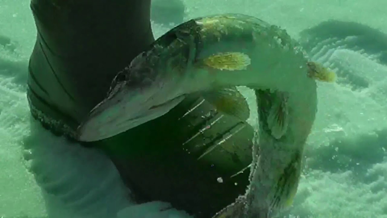 Lake Champlain Fish Species Chart