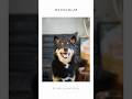 カメラ好きが愛犬を撮ったら🐕僕の大好きなカメラで大好きな家族をパシャリ・・・! #hasselblad #907X #CFV100C #ハッセルブラッド #カメラ