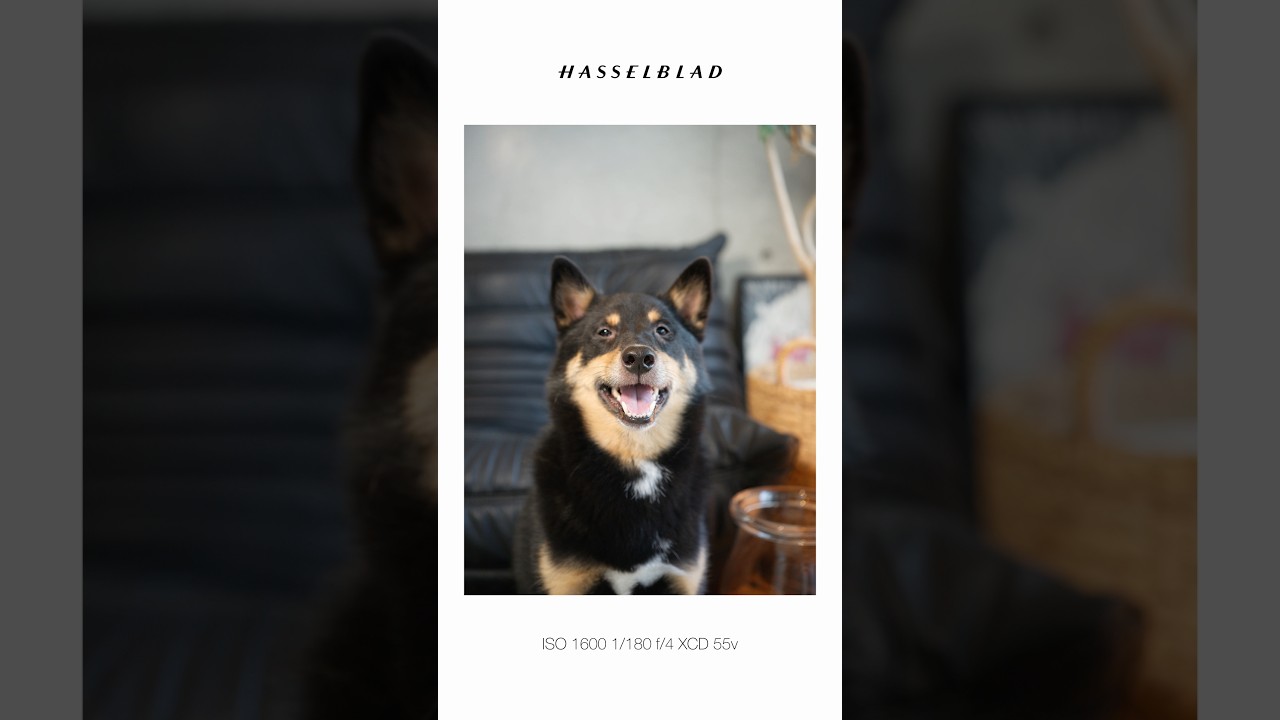 カメラ好きが愛犬を撮ったら🐕僕の大好きなカメラで大好きな家族をパシャリ・・・! #hasselblad #907X #CFV100C #ハッセルブラッド #カメラ