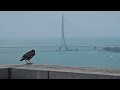 淡江大橋即時高空俯拍畫面 - 台灣新地標！世界第一單塔斜張橋 The world's longest single-tower, asymmetric cable-stayed bridge
