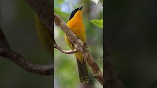 Bushshrike bird sound