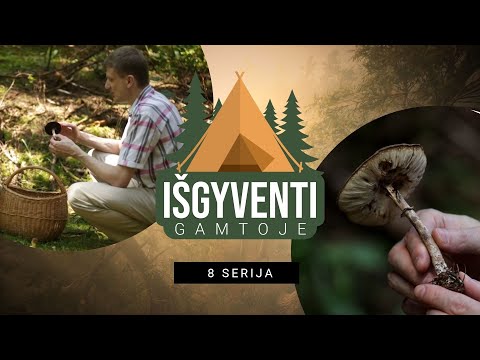 Video: Aštrūs Grybai Su špinatais