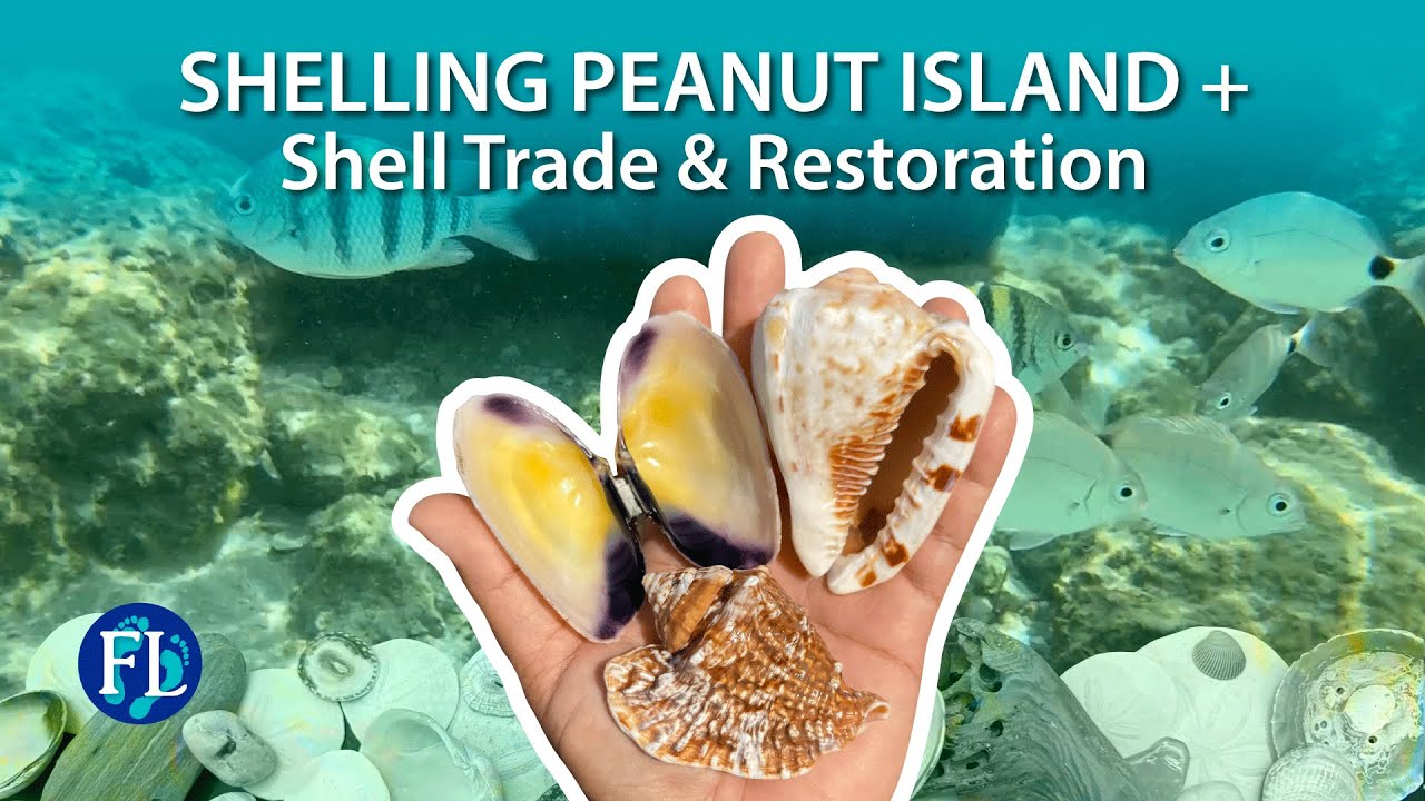 Peanut Island, Shell Trade & Shell Restoration