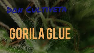 Gorila Glue Parte Final Capítulo 6 Don Cultiveta