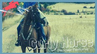 Did You Know There Are Hypoallergenic Horses With Curly Hair? Discoverthehorse Episode