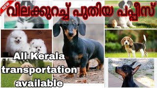 വിലക്കുറവിൽ പപ്പീസ് വിൽപ്പനയ്ക്ക്||puppies sale video||dog video||pets available Malayalam