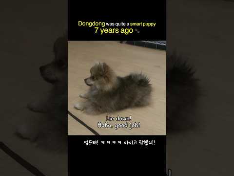 <strong>Learn</strong> Korean with a <strong>Dog</strong> 🐶 | Real Korean Commands