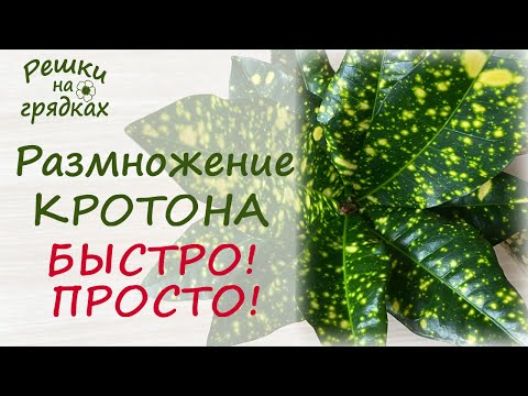 Как размножить кротон черенками? 100 результат!