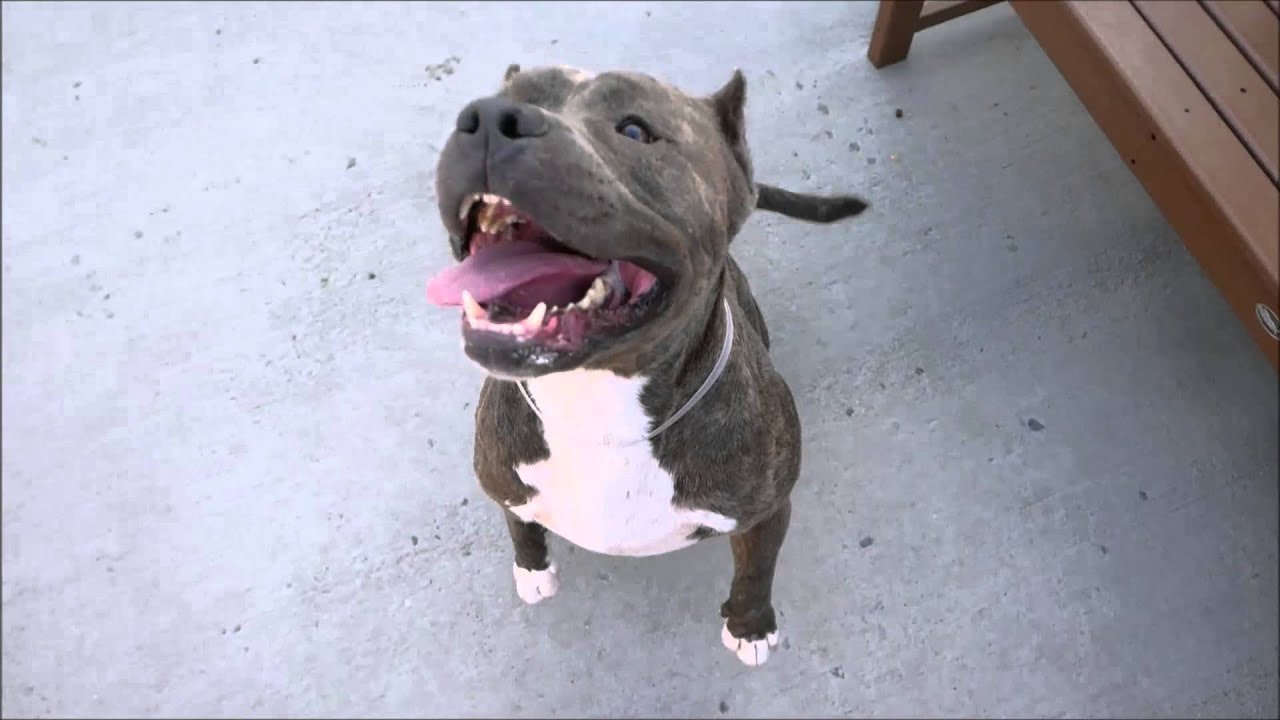 Zeus - A1043413 - Brooklyn ACC camera iphone 8 plus apk