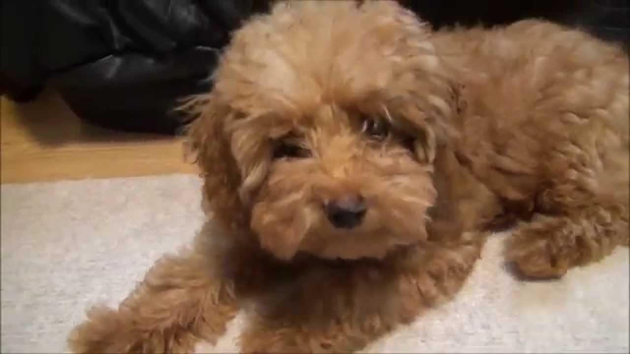 シャンプーと部分カット初体験の4ヶ月のトイプードルtoy Poodle Of Four Months Of Shampoo And Partial Cut First Experience Youtube