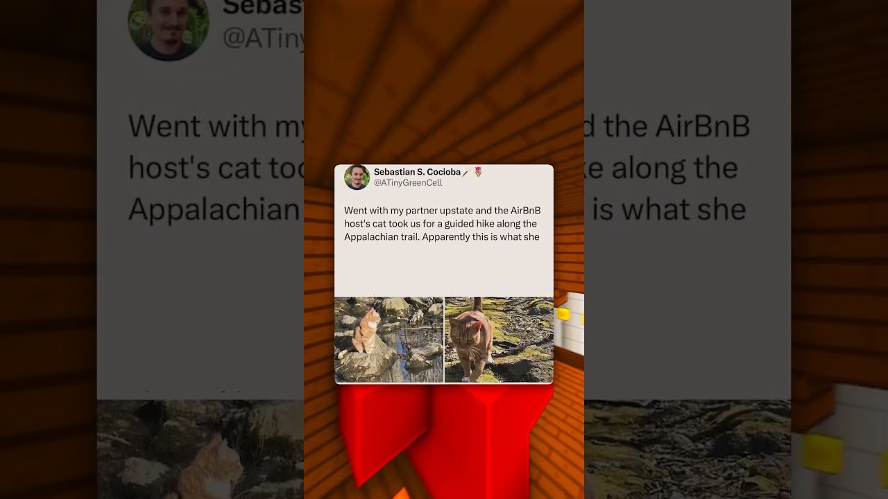 Кот Апокалипсиса