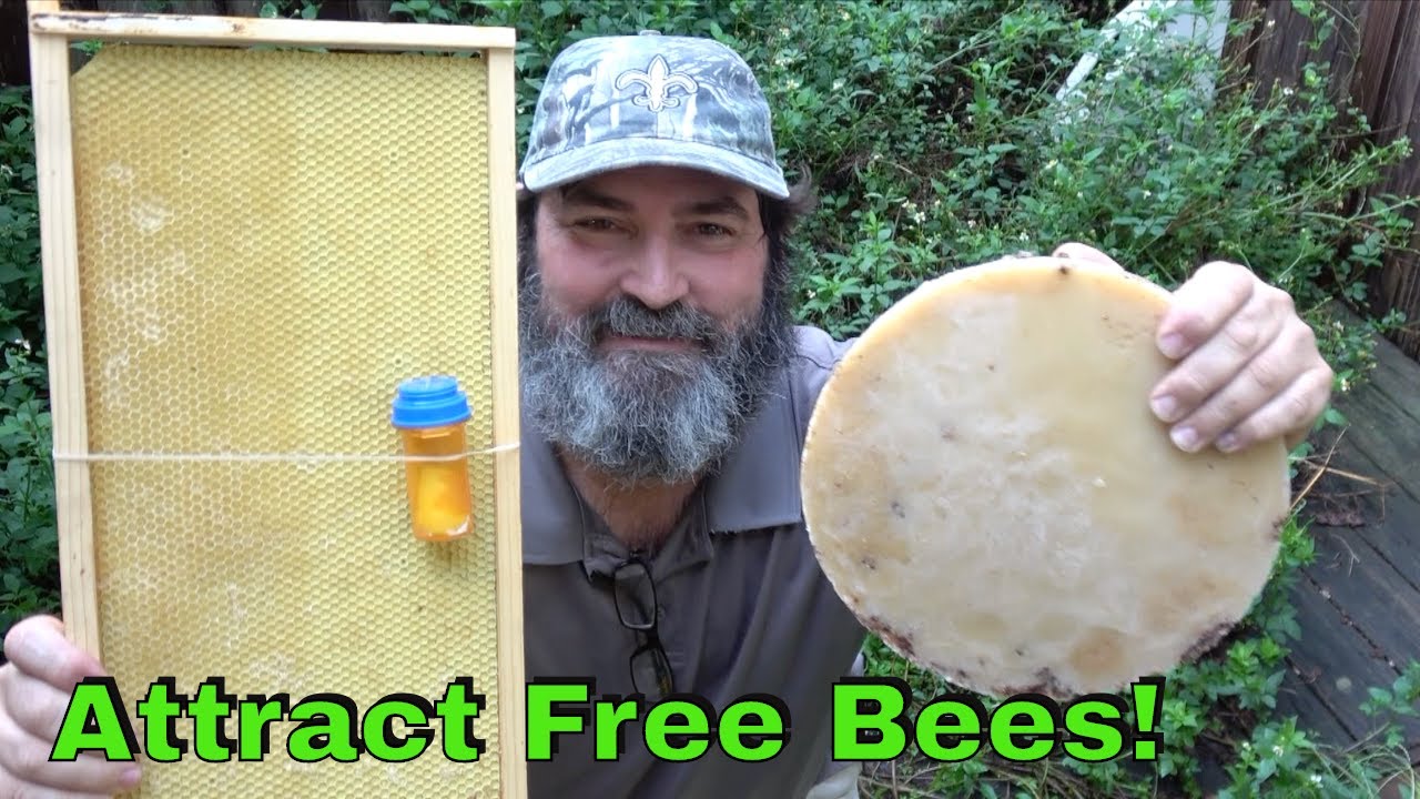 How To Attract Bees To Your Bee Box