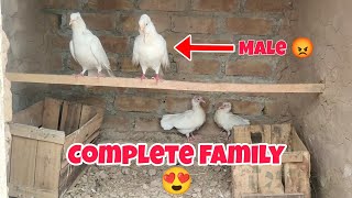 Hamare Chicks kafi bhara ho gaha. #pigeon #rabbit #pets #petvlog #parrot #minivlog