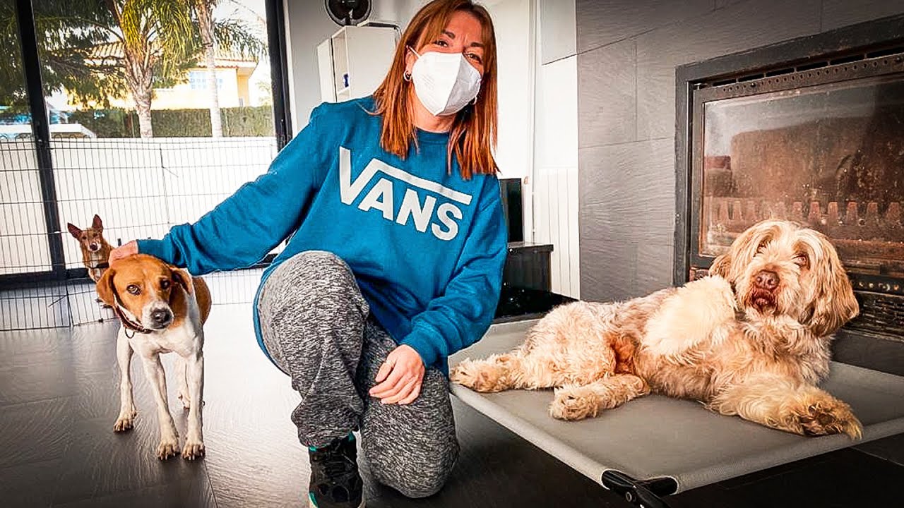 Our dogs have a surprise visit at the shelter!